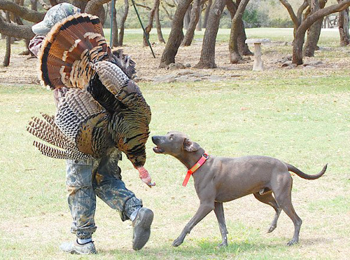 Blue Lacy turkey dog